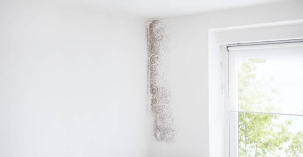 Best Air Quality Testing for Mold Spores  in Guthrie, KY